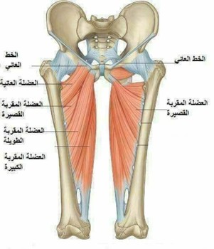 ما هي إصابات العضلة الضامة ؟