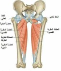 ما هي إصابات العضلة الضامة ؟