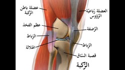 اصابة اربطة الركبة سببها وكيفية العلاج 